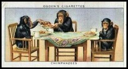 10 Chimpanzees